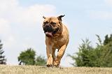 BULLMASTIFF 298